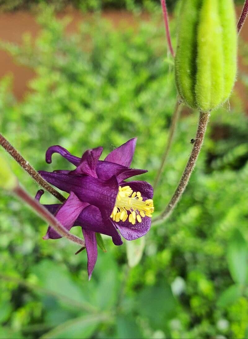 Aquilegia comune 2