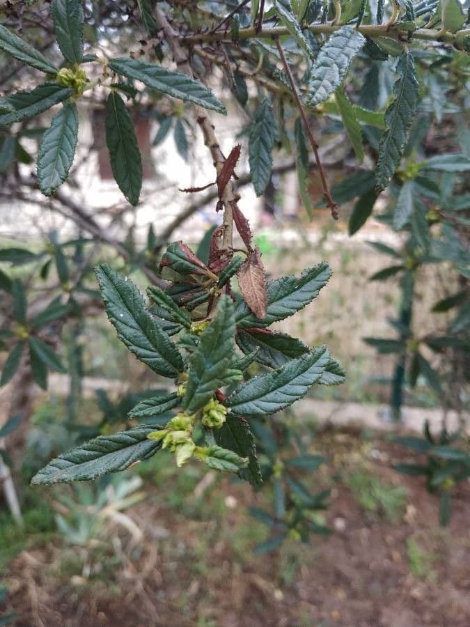 Ceanothus 3