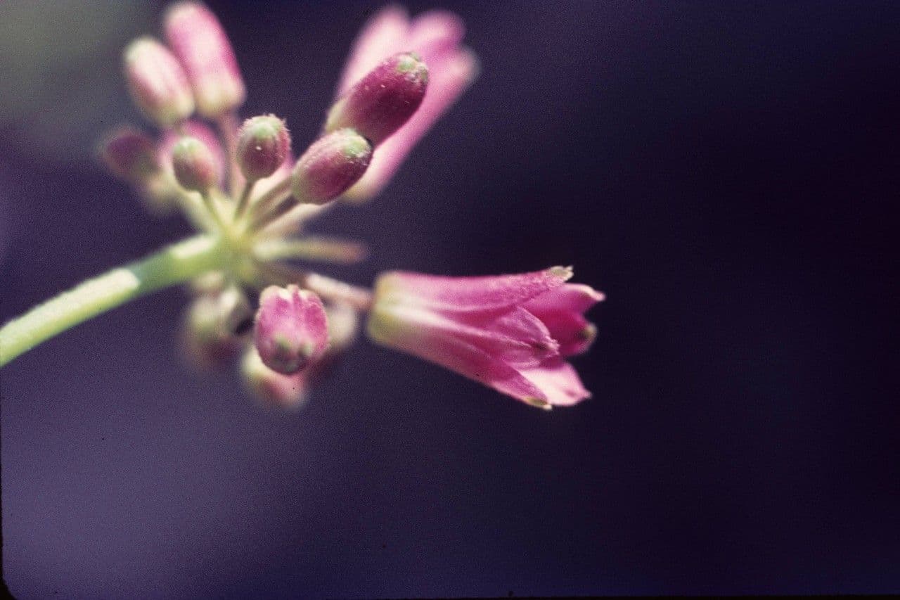 Klintonia 6