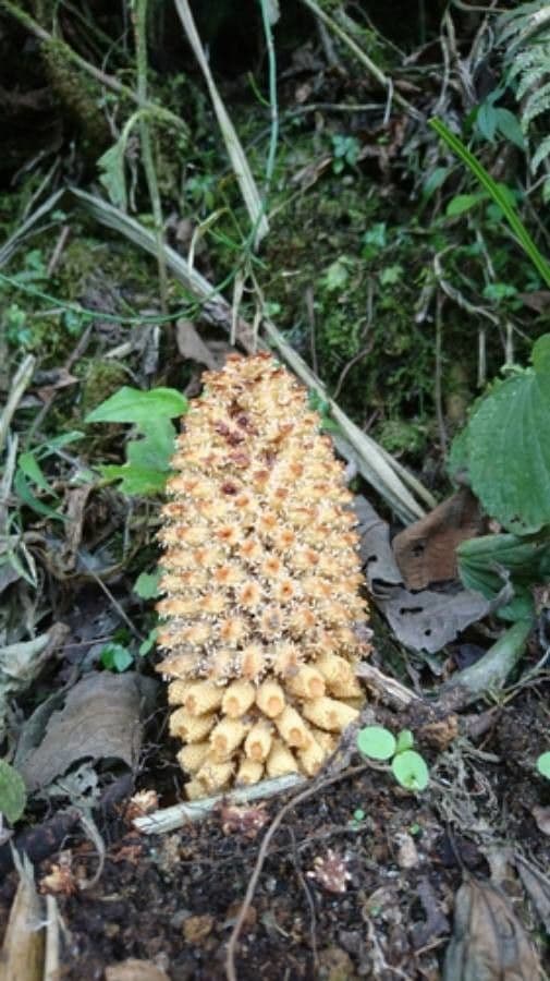 Ombrophytum