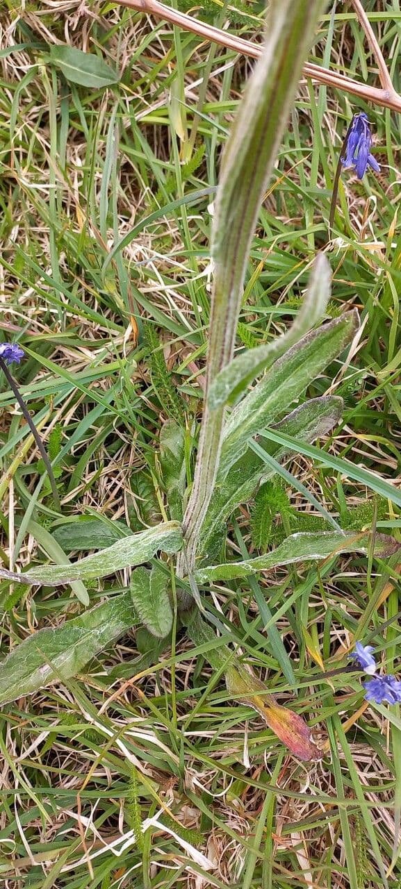 Tephroseris helenitis 22