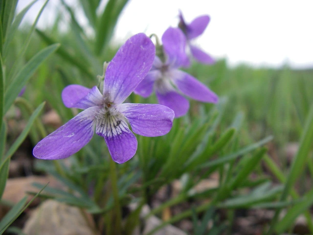 Viola pedatifida 3
