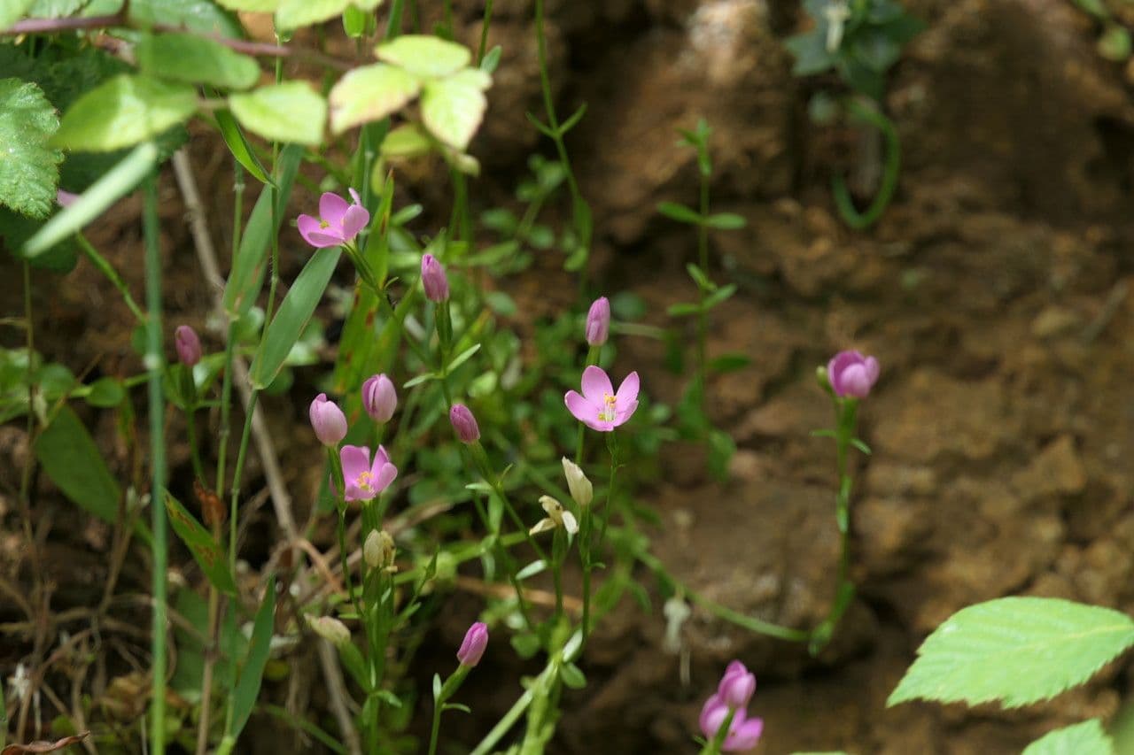 Centaure 7