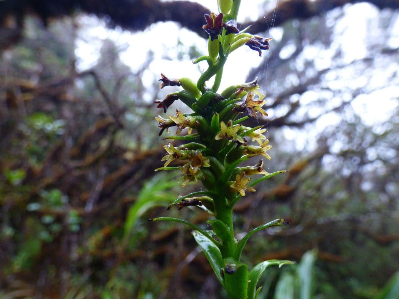 Benthamia