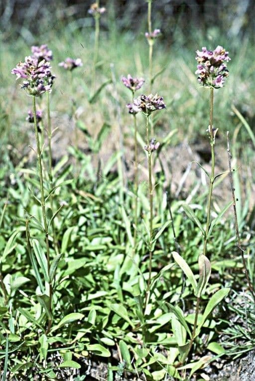 Penstemon 7