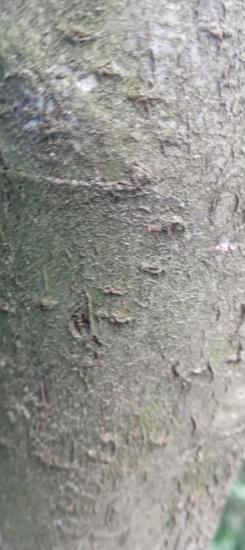 Cotoneaster 21