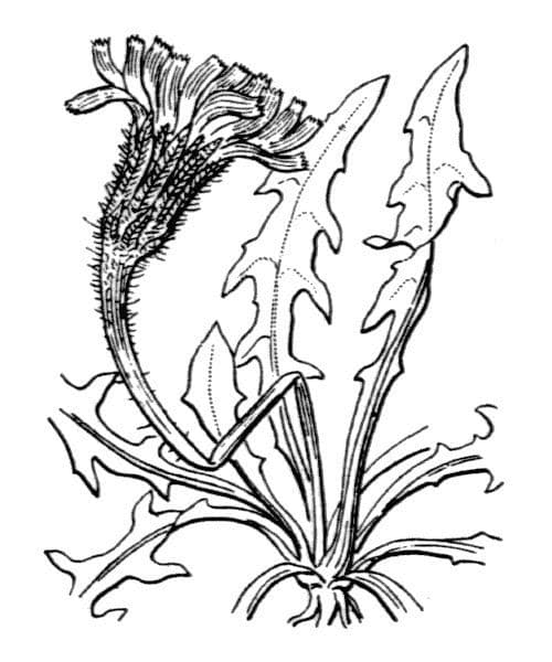 Radicchiella autunnale 27