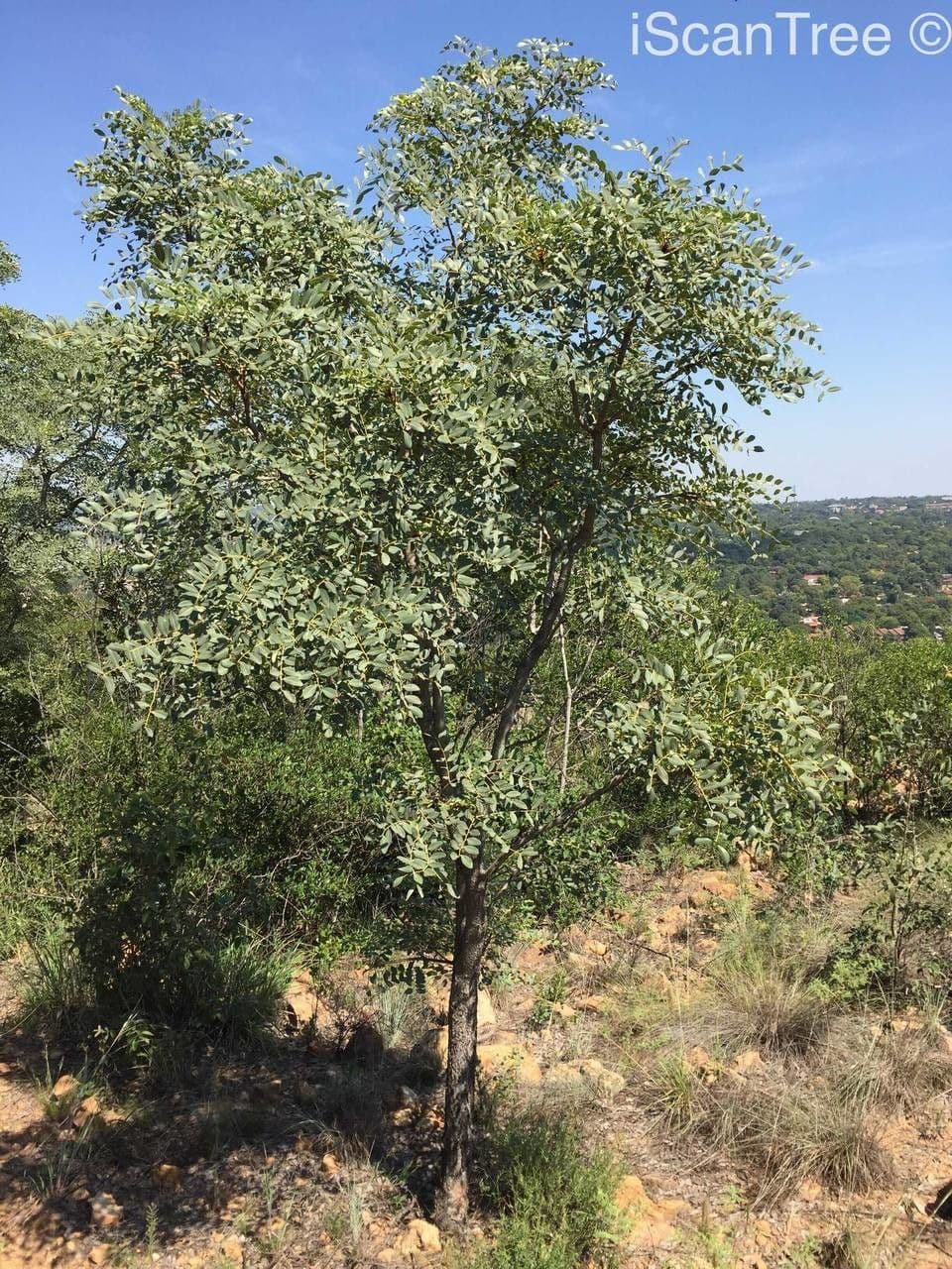 Burkea 2