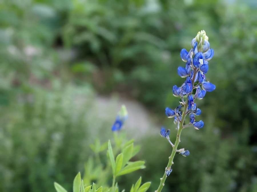 Texas-Blumenkappe 2