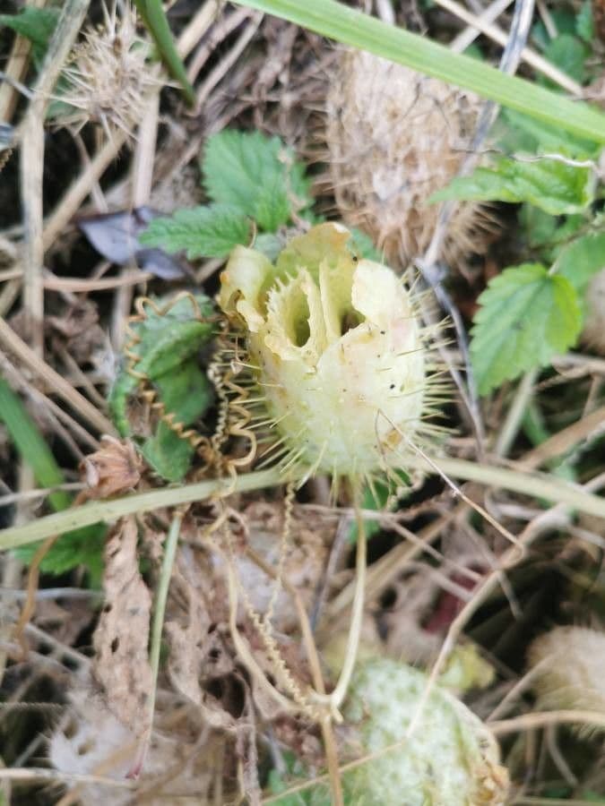 Zucca spinosa 4