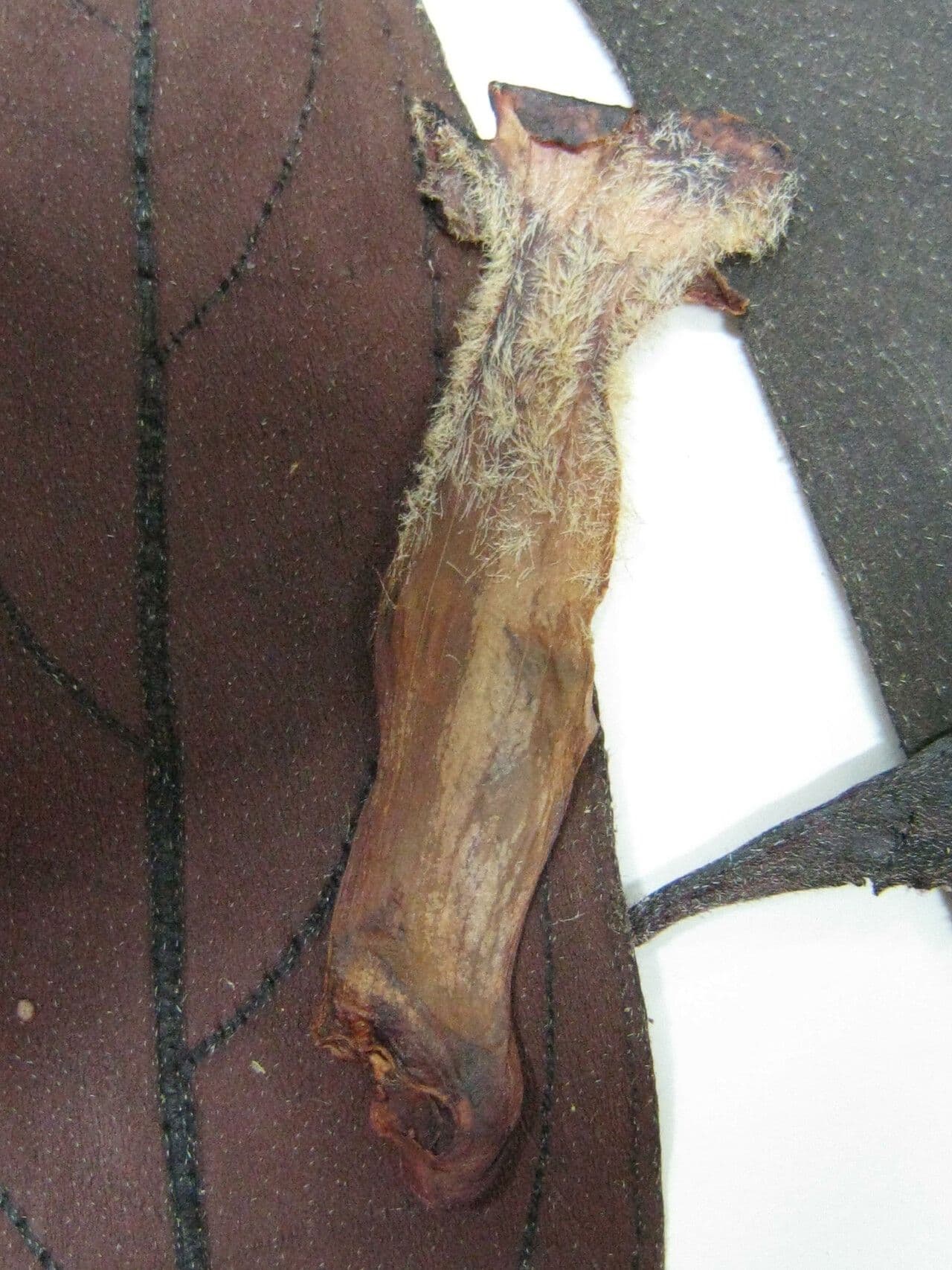 Drymonia coccinea 9