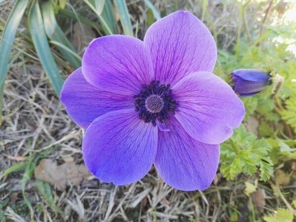 Kronen-Anemone 7