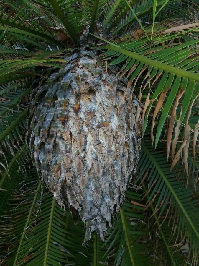 Dioon commestibile 7