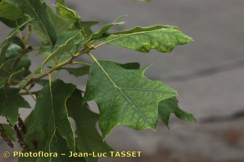 Quercia ilex 17