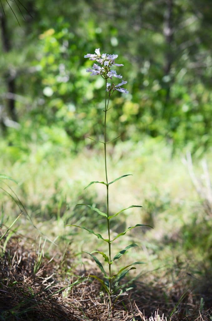 Penstemon 8