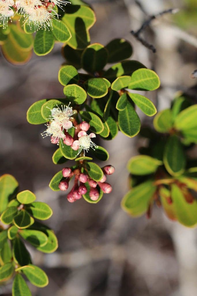 Syzygium 6