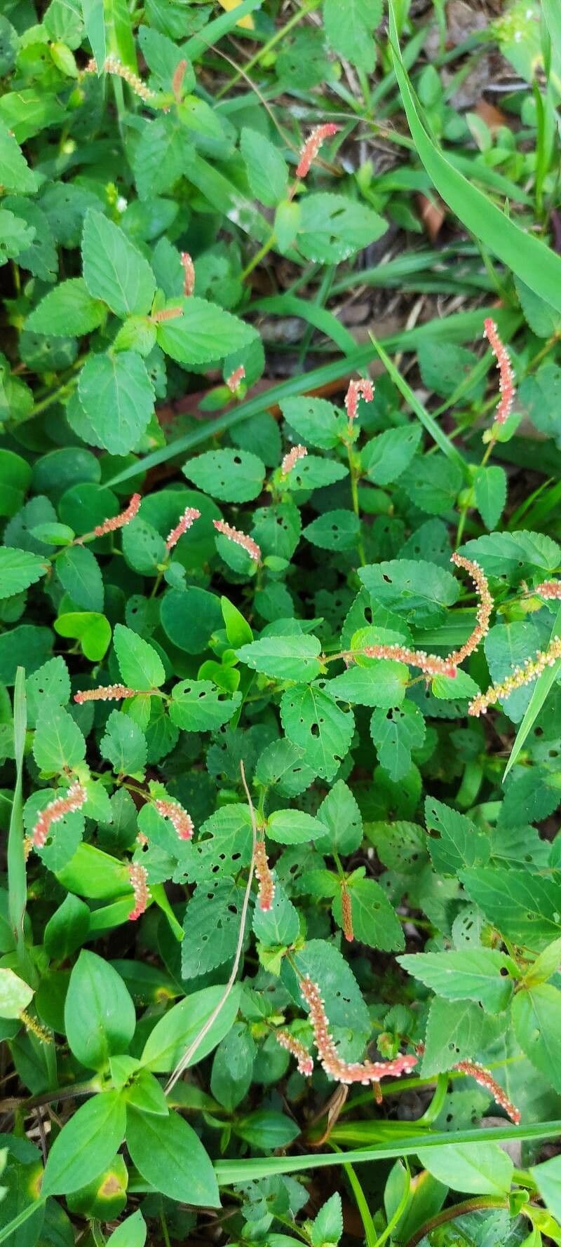 Acalypha 8