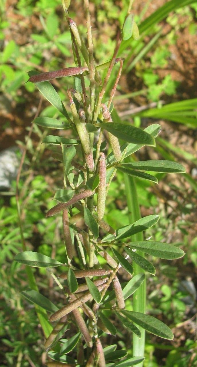 Indigofera 15