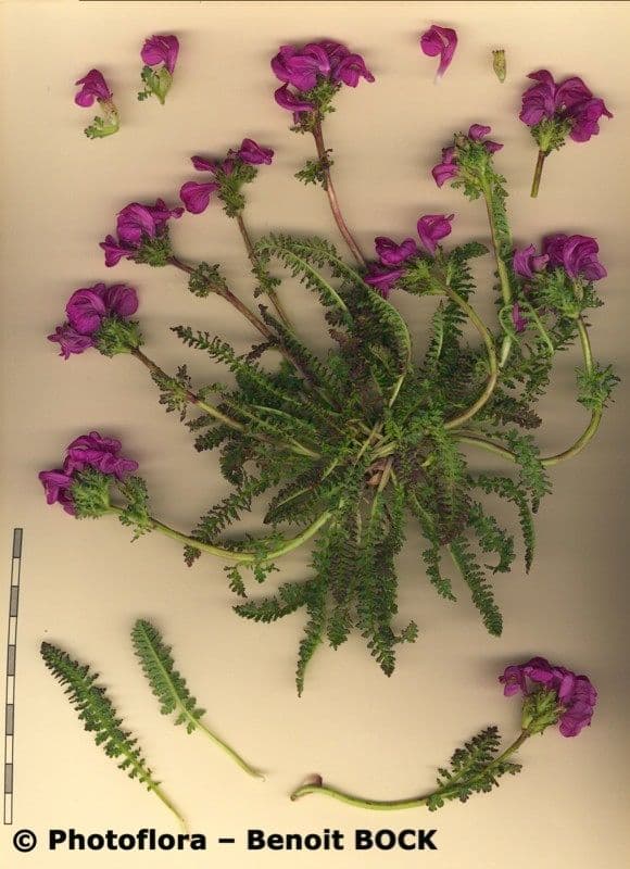 Vrbina pyrenejská 21