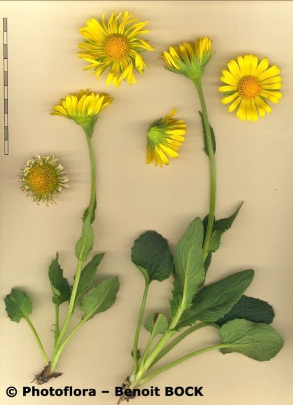 Doronico dei macereti 29