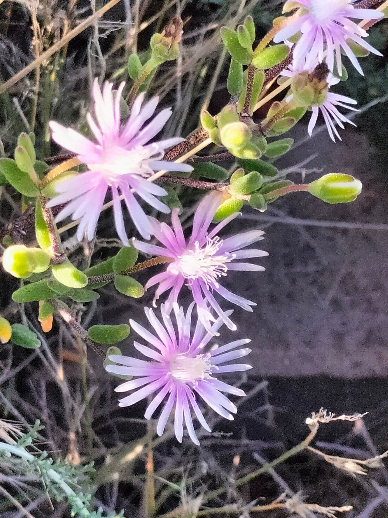 Drosanthemum 4