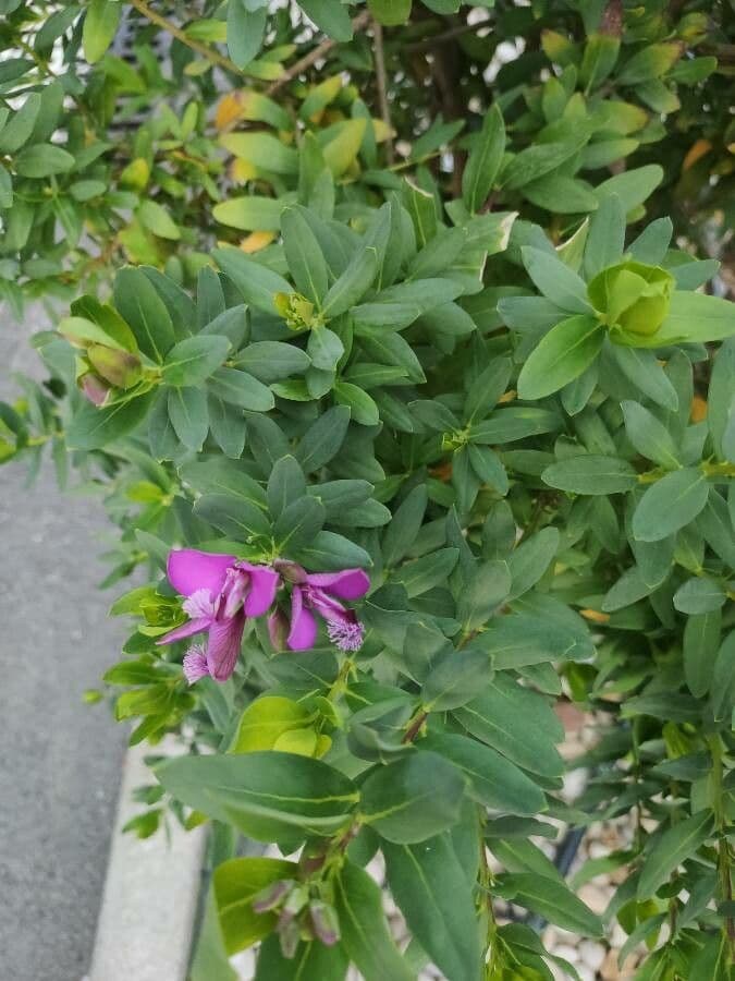 Myrtenblättrige Kreuzblume 17