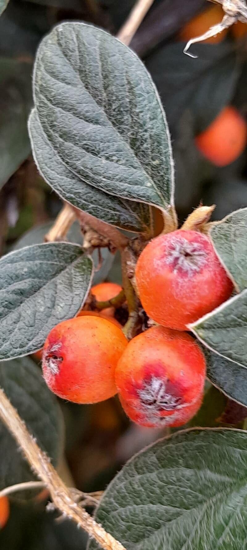 Cotoneaster di Franchet 3