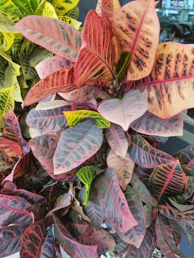 Croton 2