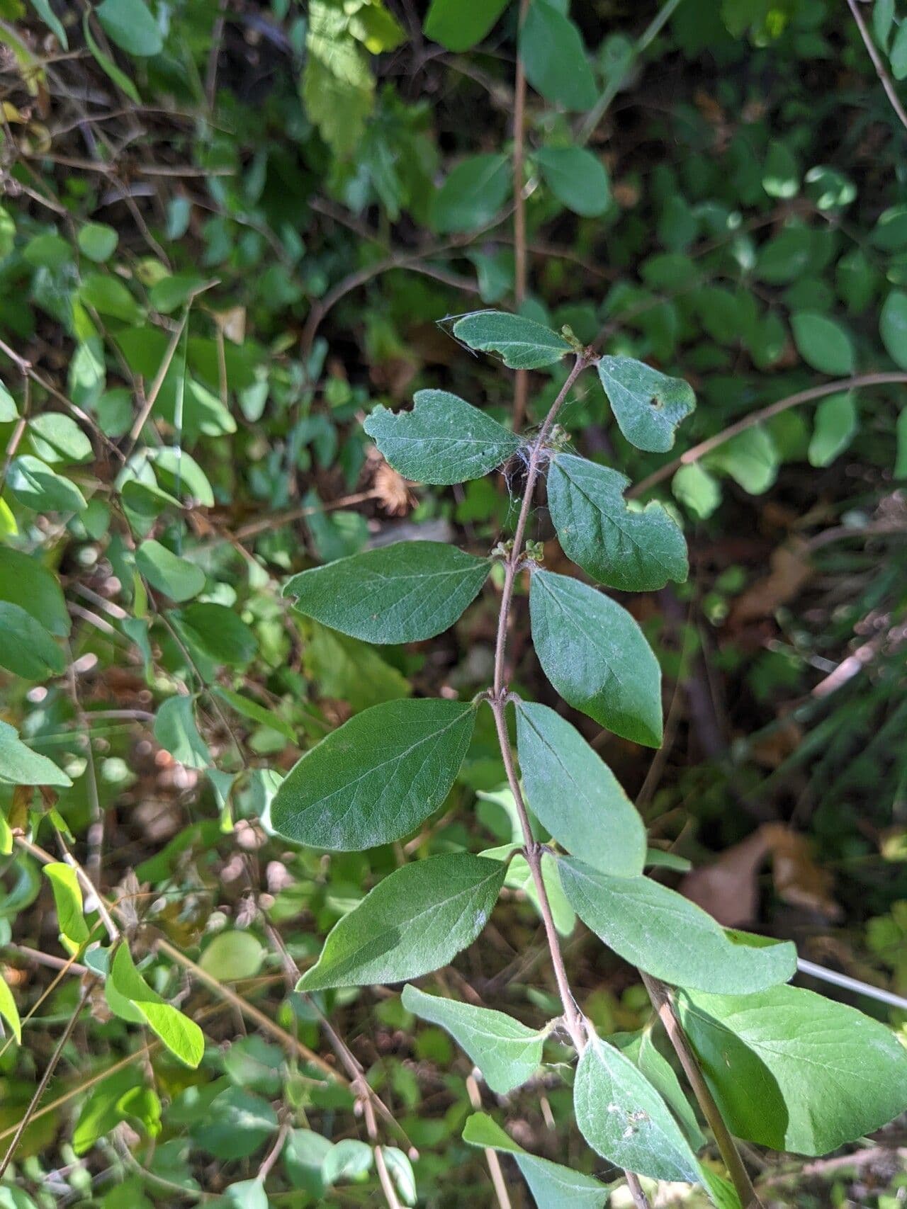 Pustoryl 10