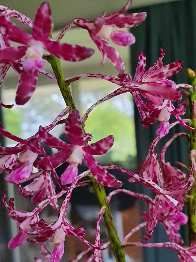 Gefleckte Dipodium 5