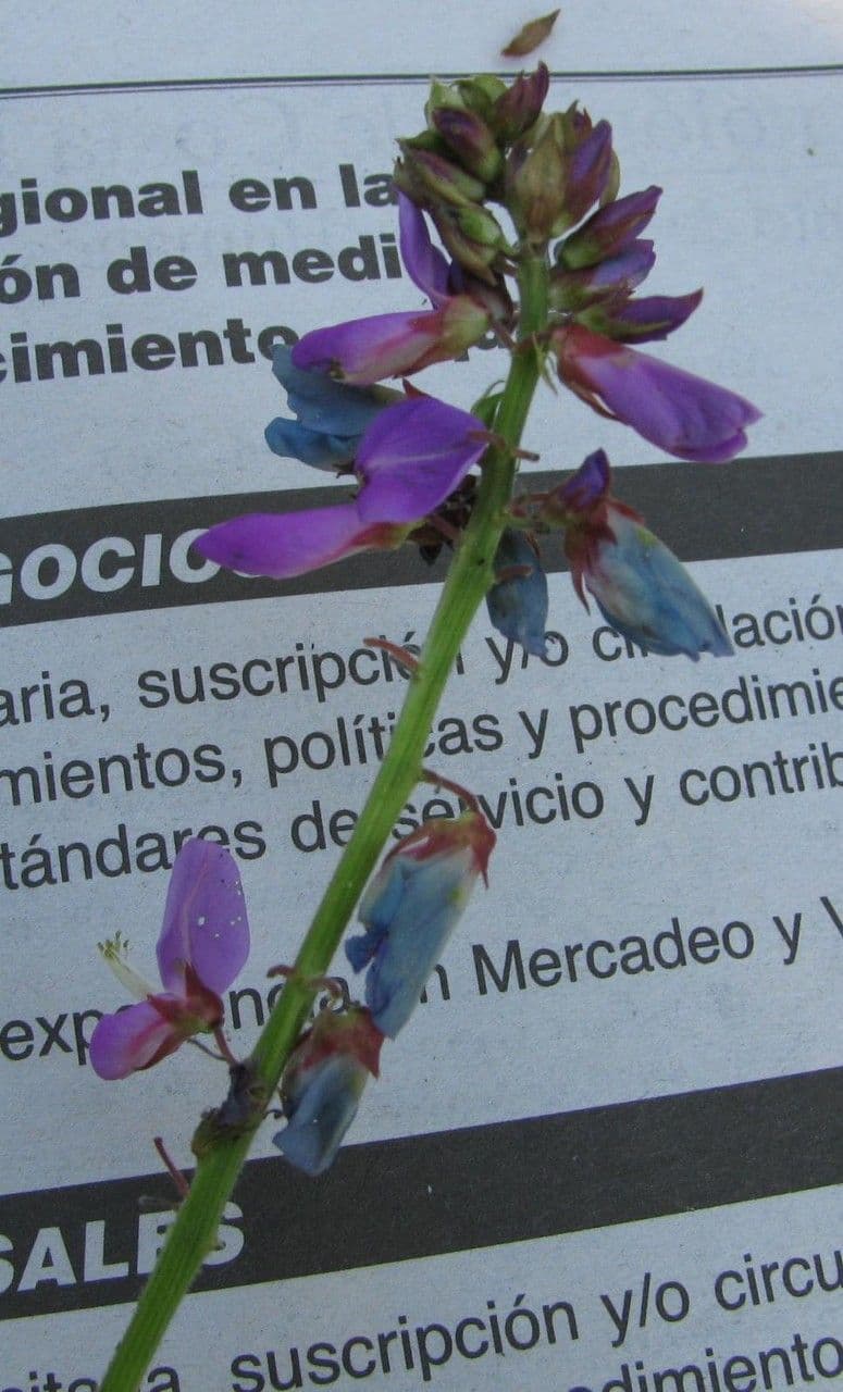 Desmodium 21