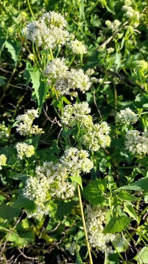 Mikania periplocifolia