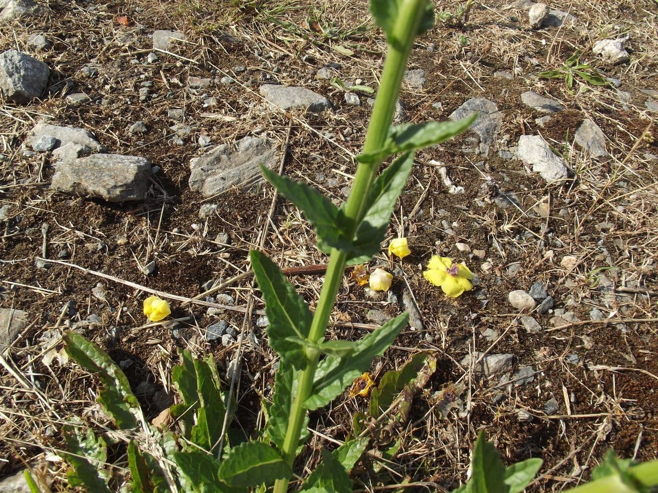Verbasco blattaria 30