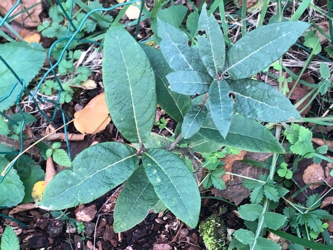 Quercia