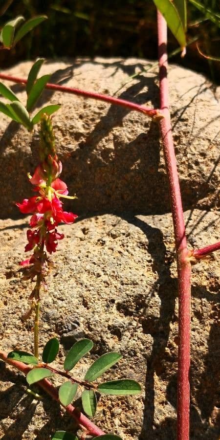 Indigofera hendecaphylla 18