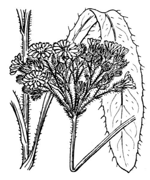 Pelosella con corimbo 23