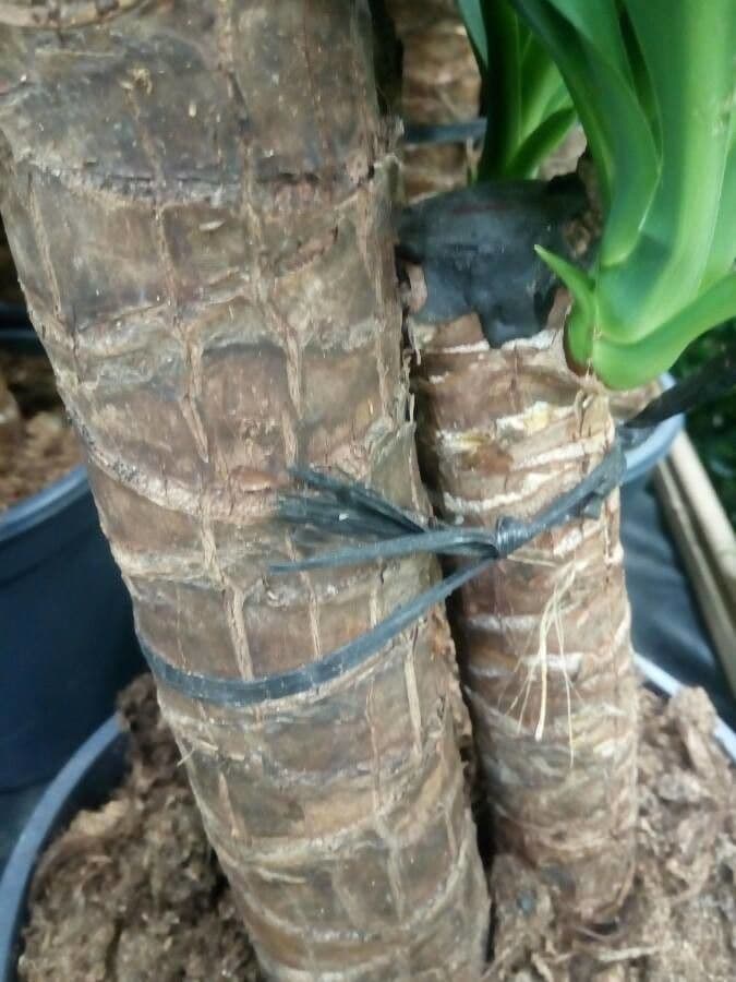 Yuca gigante 18