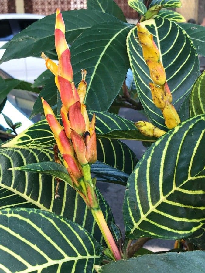 Aphelandra 5