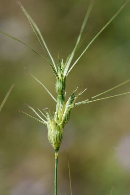 Cerere comune 6