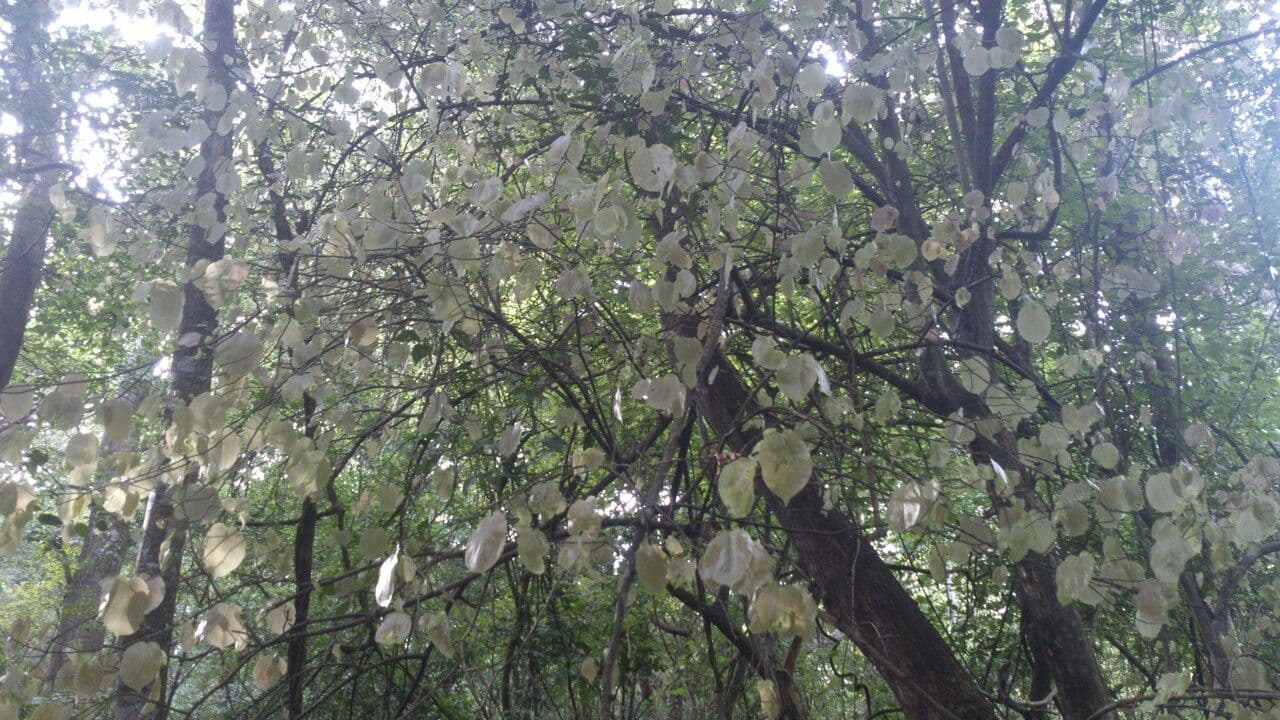 Coccoloba