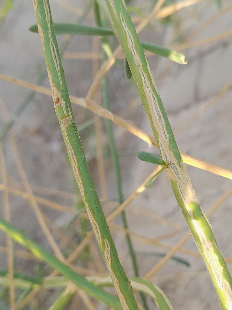 Ochradenus 21