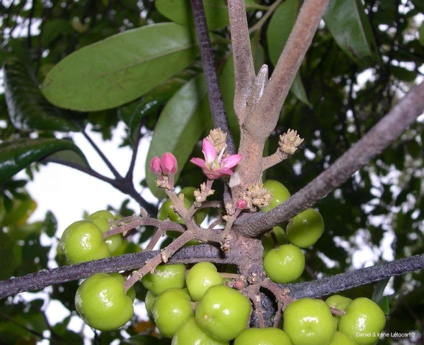 Dutaillyea trifoliolata