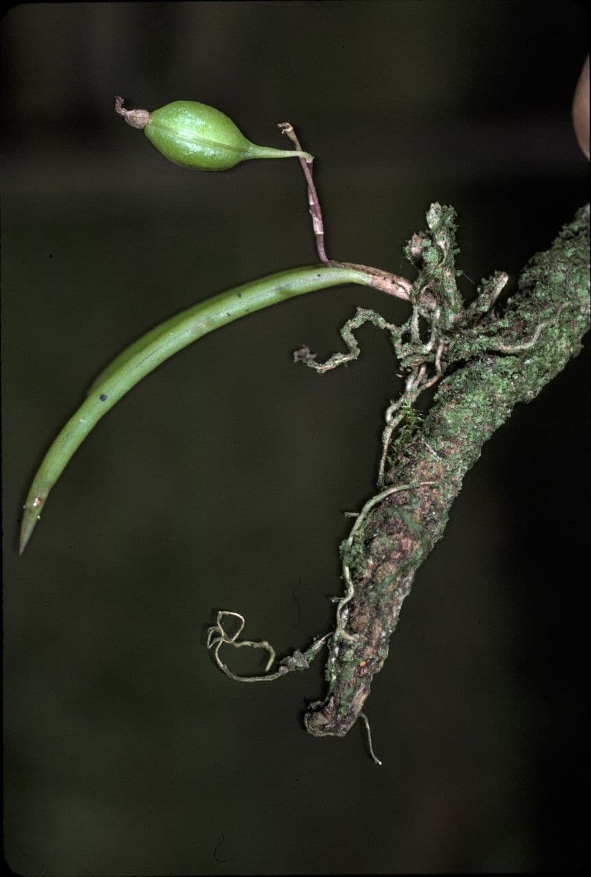 Ionopsis