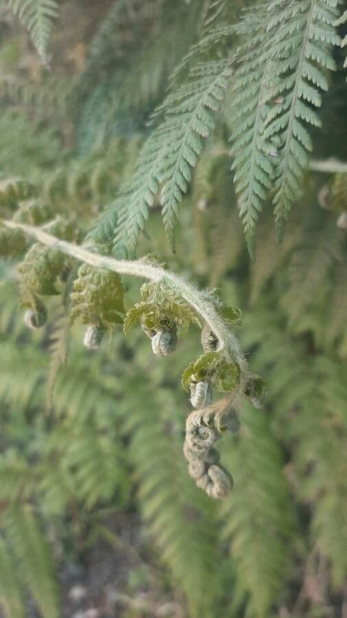Pteris tremula 13