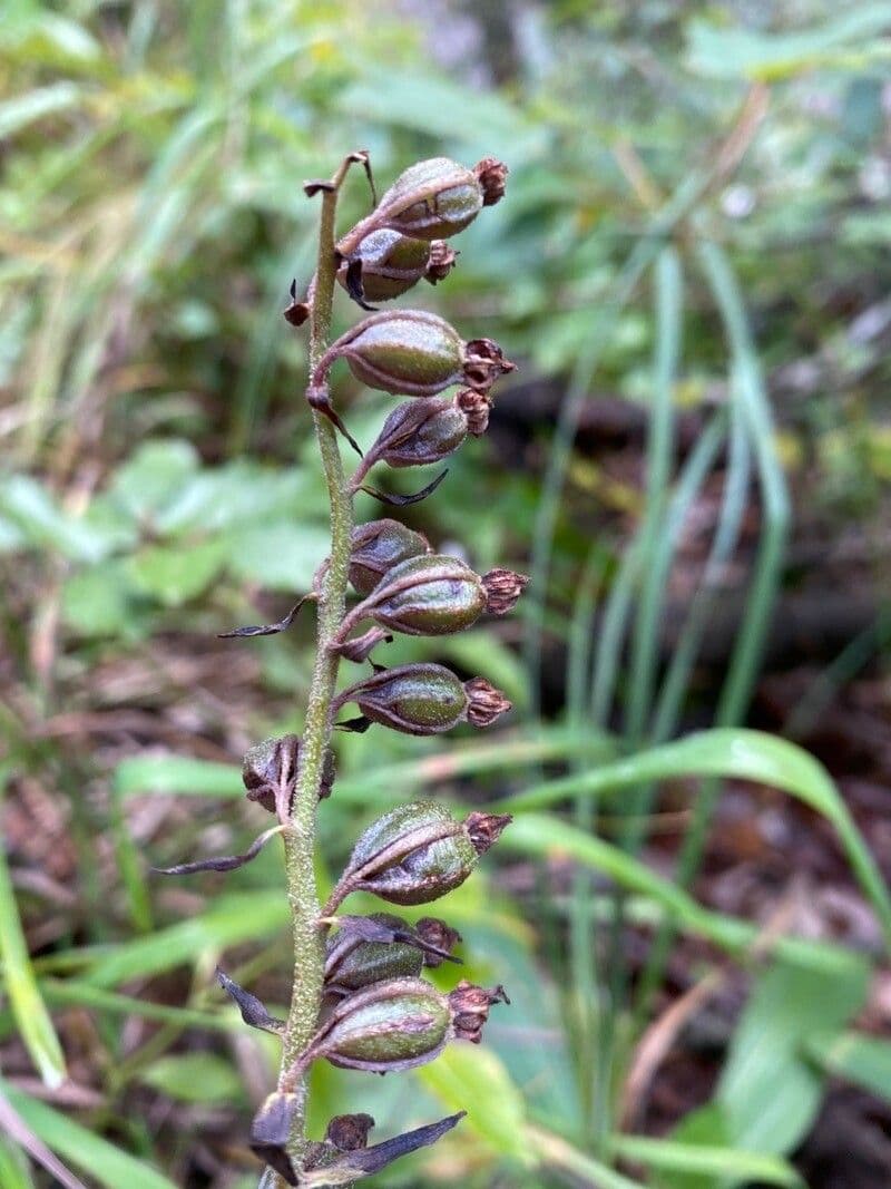 Elleborine violacea 4