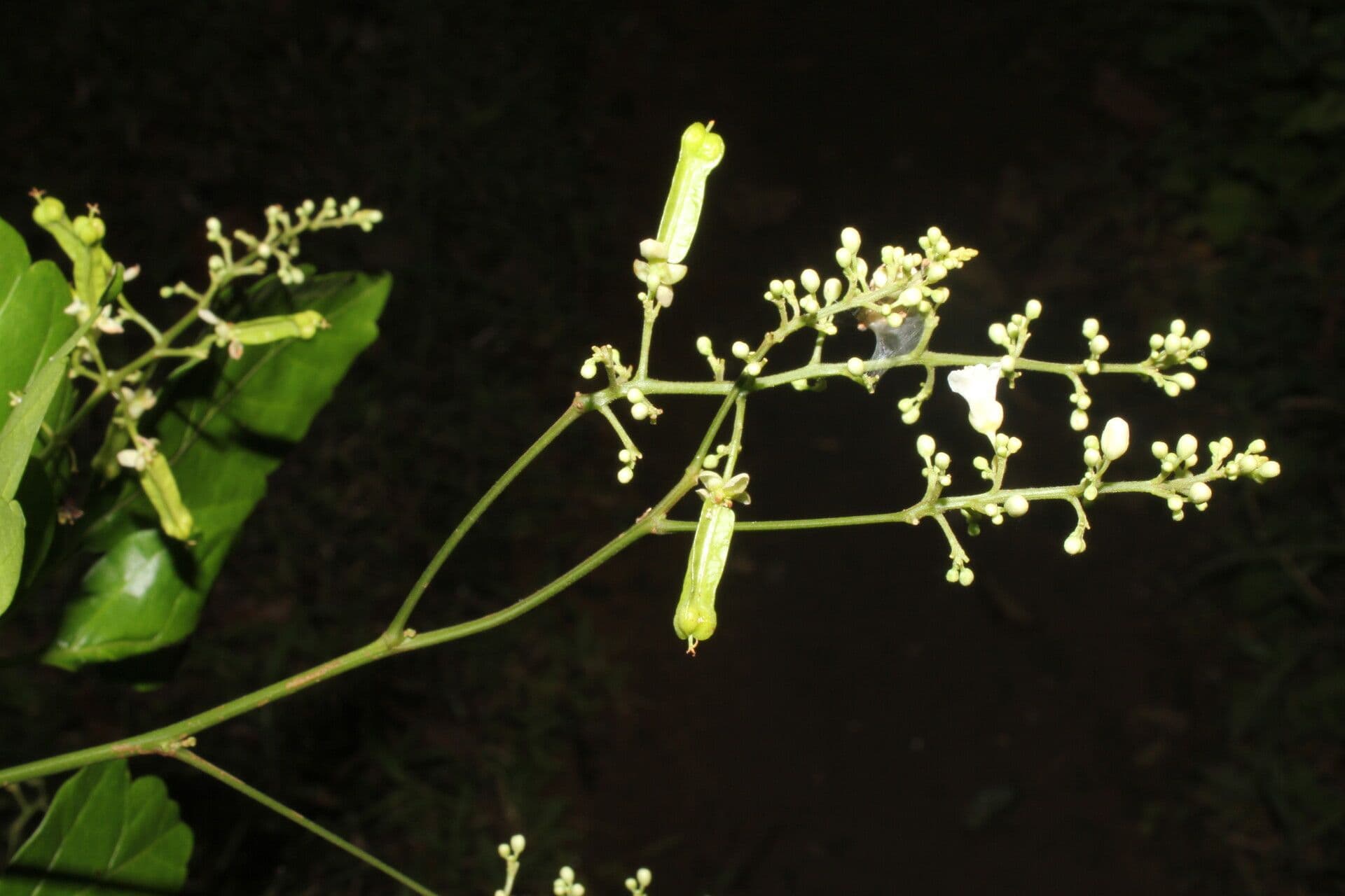 Serjania 5