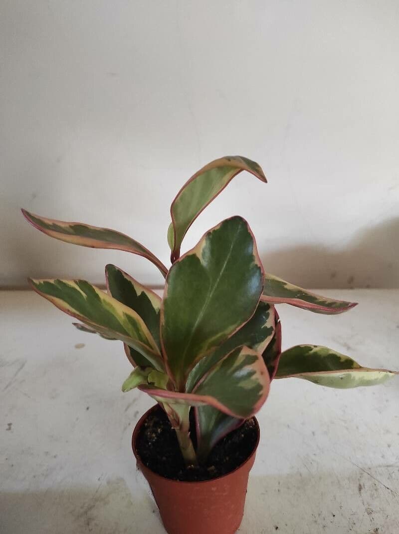 Peperomia 14