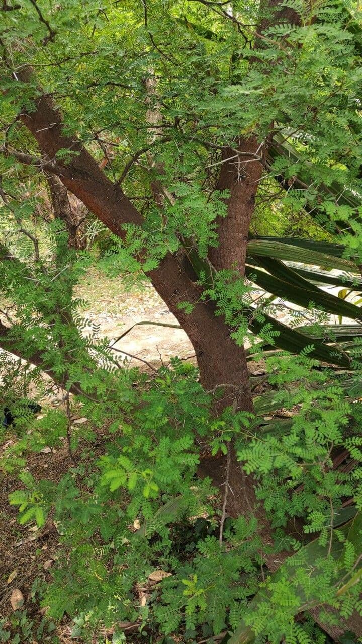 Acacia