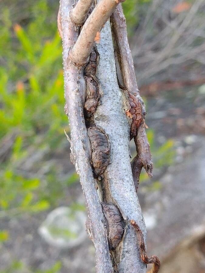 Dendrophthoe 4