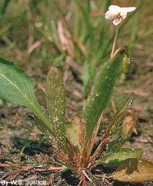 Viola lanceolata 11
